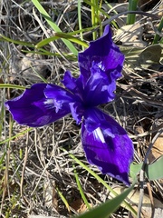 Iris macrosiphon