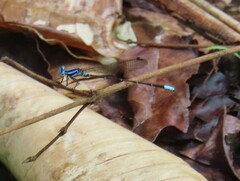 Argia oculata