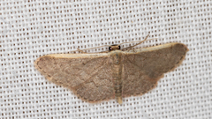 Idaea costaria
