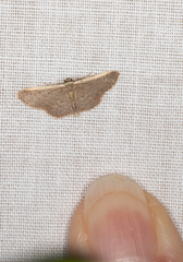 Idaea costaria