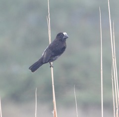 Amblyospiza albifrons