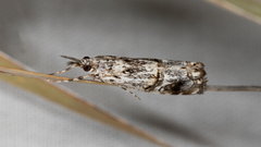 Hednota longipalpella