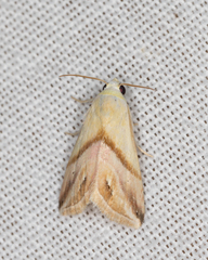 Eublemma cochylioides