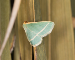 Mixocera latilineata