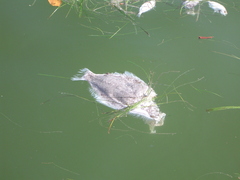 Trinectes maculatus