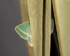 Mixocera latilineata