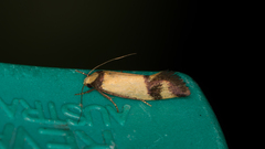 Olbonoma triptycha