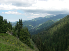 Picea schrenkiana