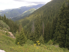 Picea schrenkiana