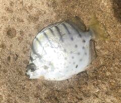 Selenotoca multifasciata