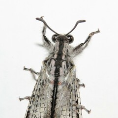 Heoclisis fundata