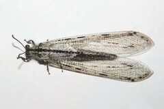 Heoclisis fundata
