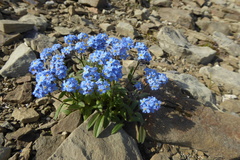 Myosotis asiatica