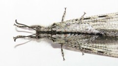Heoclisis fundata
