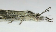 Heoclisis fundata