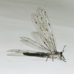 Heoclisis fundata