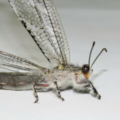 Heoclisis fundata
