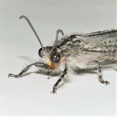 Heoclisis fundata