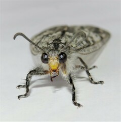 Heoclisis fundata