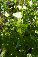 Epilobium luteum