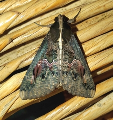 Sphingomorpha chlorea