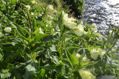Epilobium luteum