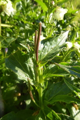 Epilobium luteum