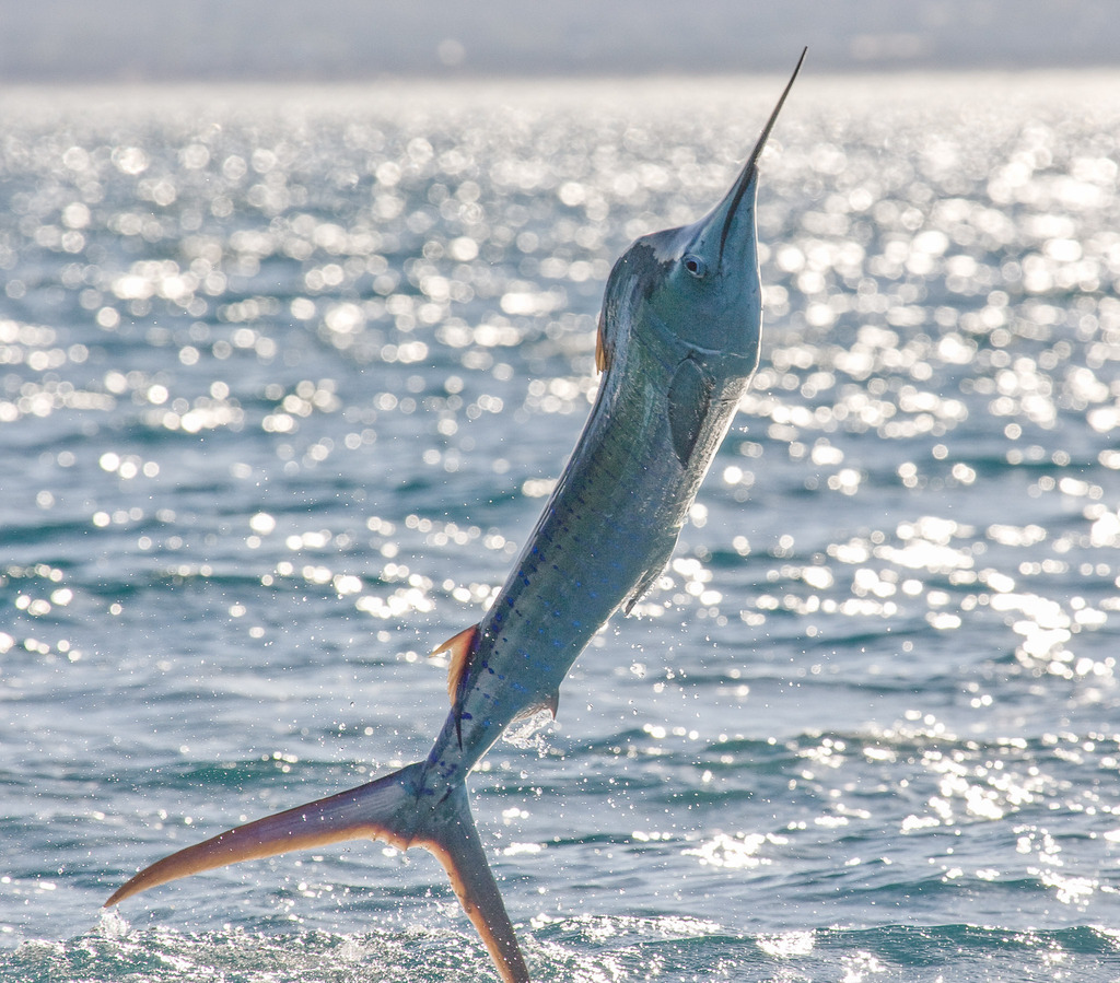 Foto de Pez vela atlántico (Istiophorus albicans)