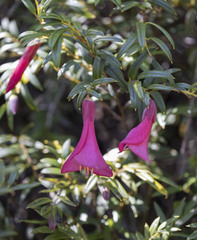 Philesia magellanica