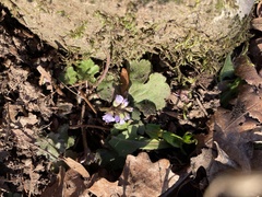 Veronica regina-nivalis