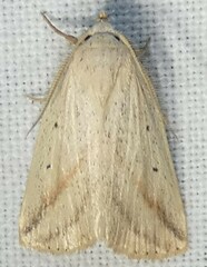 Amolita obliqua