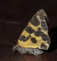 Pantherodes pardalaria