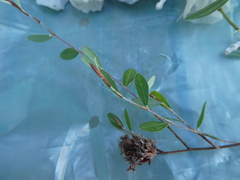 Pultenaea capitellata