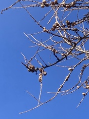 Larix laricina
