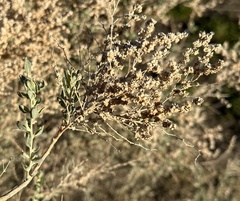 Atriplex polycarpa