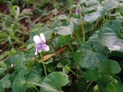 Viola banksii
