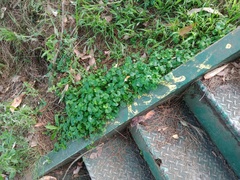 Viola banksii