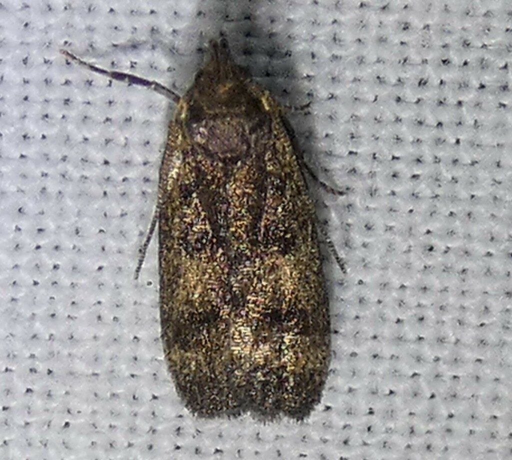 Glyphidocera floridanella