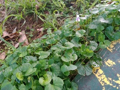 Viola banksii
