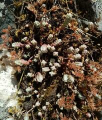 Sedum brevifolium