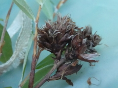 Pultenaea capitellata