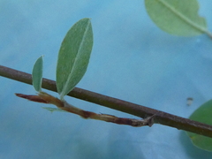 Pultenaea capitellata