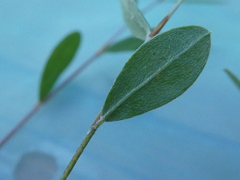 Pultenaea capitellata