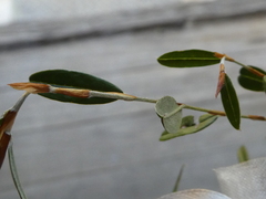 Pultenaea capitellata