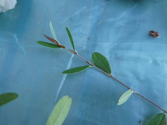 Pultenaea capitellata