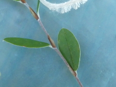 Pultenaea capitellata