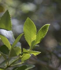 Laureliopsis philippiana