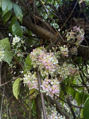 Banisteriopsis caapi