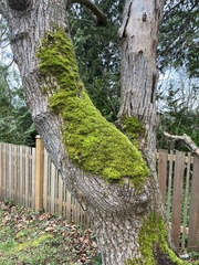 Homalothecium fulgescens