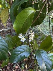 Banisteriopsis caapi
